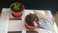 Lidl Food Challenge - Třešnová a čokoládovo mátová pěna v květináči