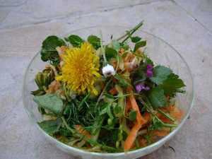 Sběračský salát Sběračský salát