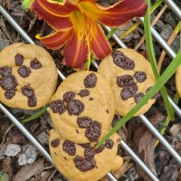 Sušenky cookies s proteinem