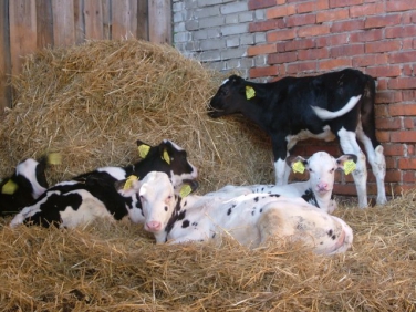 Farma Menšík, Beskydy