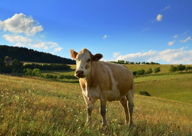 Ekofarma JAVORNÍK, Štítná nad Vláří