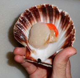 Svatojakubské mušle – „Scallops“