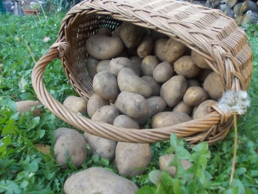 Kouzelné brambory
